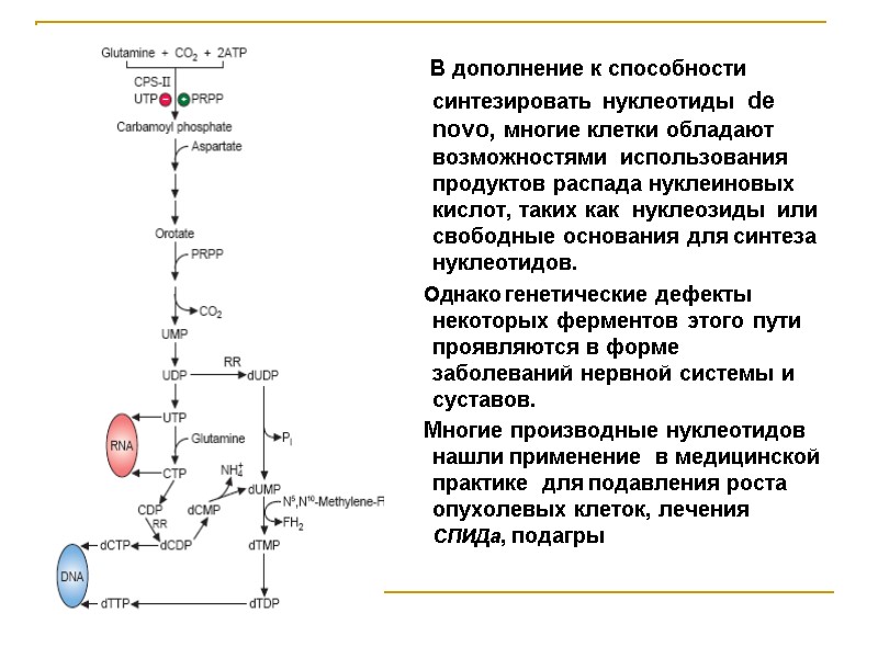 В дополнение к способности синтезировать нуклеотиды  de novo, многие клетки обладают возможностями 